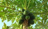 papayer solo -Jardins du Sénégal 